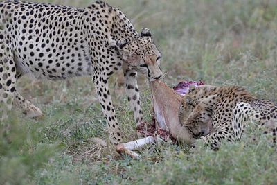 Nairobi masai mara wildlife safari