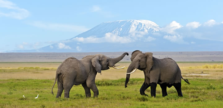 Kenya and Tanzania safari combined
