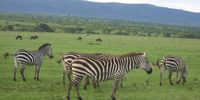 budget Nairobi Kenya safari